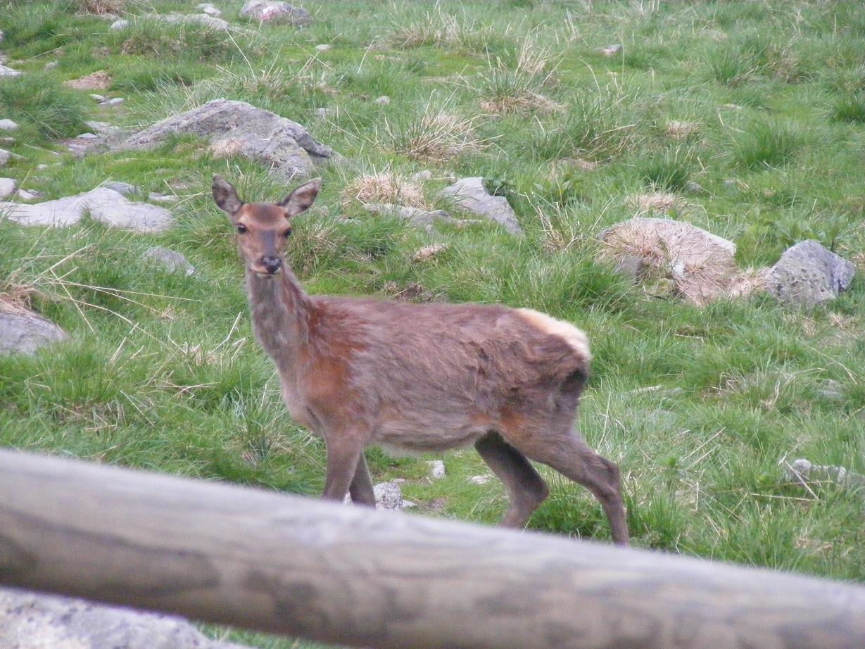 PASSIONE PER IL CERVO